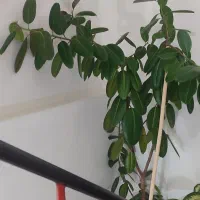 فروش گل بسیار بزرگ گوش فیل|گل و گیاه طبیعی|مهاباد (آذربایجان غربی), |دیوار