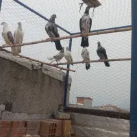 کبوتر تهرانی