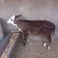 گاوگوساله