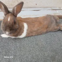 به قیمت چهارصد تومان