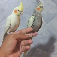 ۱جفت عروس هلندی|پرنده|اهر, |دیوار