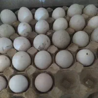 تخم اوردک‌نطفه‌دار