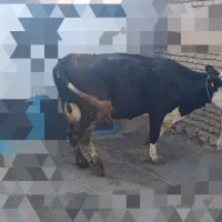 گاو سیمینتال|حیوانات مزرعه|جونقان, |دیوار