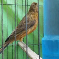 قناری کوتاه وبلند|پرنده|شوشتر, |دیوار