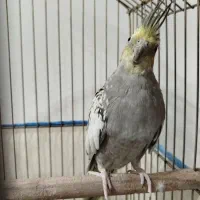 عروس هلندی ماده آماده|پرنده|قم, نیروگاه|دیوار