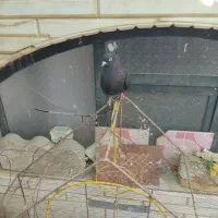 کفتر زاغ دم سفید ماده بدون عیب