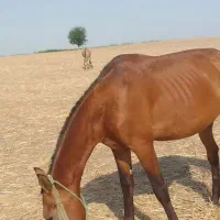 اسب نر|اسب و تجهیزات اسب‌سواری|گنبد کاووس, |دیوار