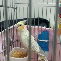 عروس هلندی