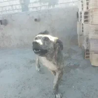 سگ ماده|سگ|زابل, |دیوار