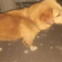 سگ پاکوتاه سوسیسی