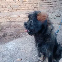 حیوانات خانگی|سگ|سبزوار, قصبه شرقی|دیوار