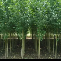 فروش صنوبر یارانه‌ای فقط 20تومن تومن