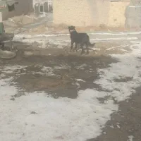 سه ساله|سگ|خوی, |دیوار