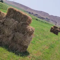 یونجه