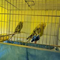 یک جفت مرغ عشق انگلیسی گریدb