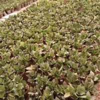 فروش انواع گل آپارتمانی