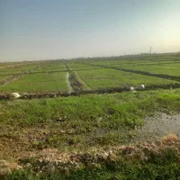 زمین کشاورزی شوشتر مسیر نقشیات آبی