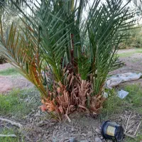 فسیل کلوته|گل و گیاه طبیعی|کهنوج, |دیوار