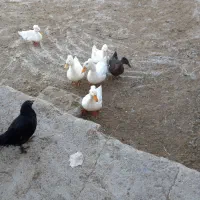 جوجه مرندی و اردک