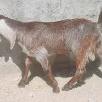 ۳ عددبزغاله نجدی