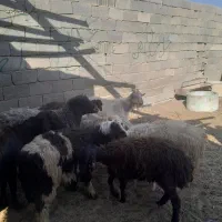 ۳تابز جوان|حیوانات مزرعه|خمینیشهر, |دیوار