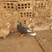 ۳ تا گرفتنی|پرنده|نیشابور, فردوس شمالی|دیوار