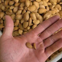 خشکبار به قیمت عمده و خرده