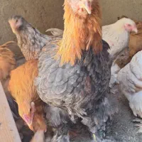 خروس برهمایی|حیوانات مزرعه|مشهد, کوشش|دیوار