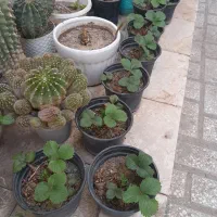 توت فرنگی  گلدانی