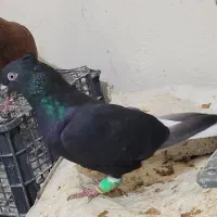 چند جفت دم سفید|پرنده|رامهرمز, |دیوار