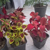 گل های خشکل و خواص