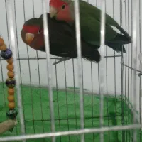 یک جفت طوطی کوتوله