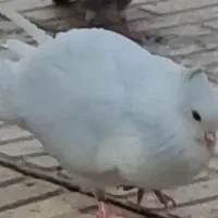 کبوتر پرشی