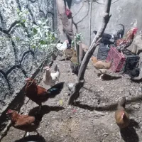 مرغ وخروس