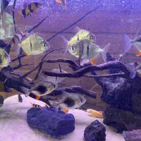 ماهی دالر بلک بری دالر بلک بار منارنبو