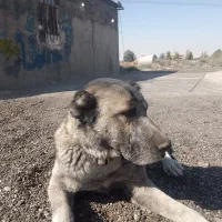 سگ افغانی ماده خطری|سگ|تهران, دکتر هوشیار|دیوار