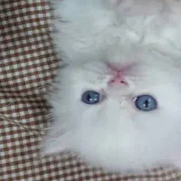 بچه گربه پرشین عروسکی چشم ابی