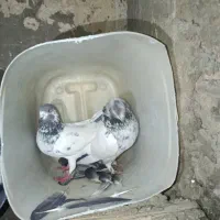 کبوتر کله دم