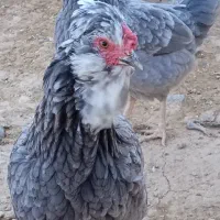 فروش تخم مرغ گلین از مولدای فول مشکی خال ریز وطوسی