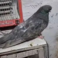 کفتر سرور نوک ریز