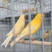 قناری رسمی تعداد۲۰۰عدد موزائیکی وسرخ و...
