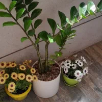 زاموفیلیا زیبا و بلند و درختچه بنسای جنسینگ