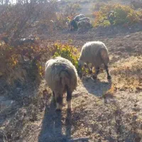 تعدادی گوسفند فروشی