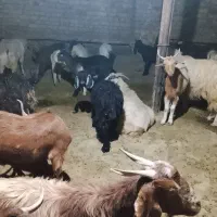 بز و بزغاله. مناسب . داشتی و نژاد دار .|حیوانات مزرعه|کوهدشت, |دیوار