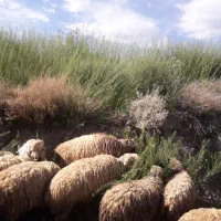 بره میش قوچ کهره