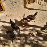 مرغ محلی|حیوانات مزرعه|شاهین دژ, |دیوار
