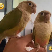 گمشده...