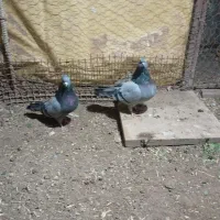 کبوتر،کفتر سبز