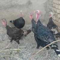 بغلمون