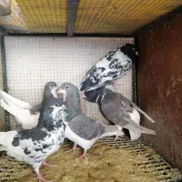 کفتر یا کبوتر|پرنده|شیراز, شهرک جماران|دیوار